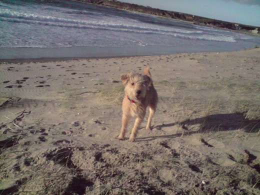 aqui esta en la playa de san juan, haciendo agujeros en la arena